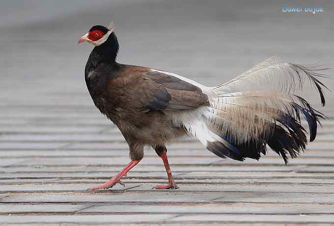 珍禽国宝  褐马鸡
