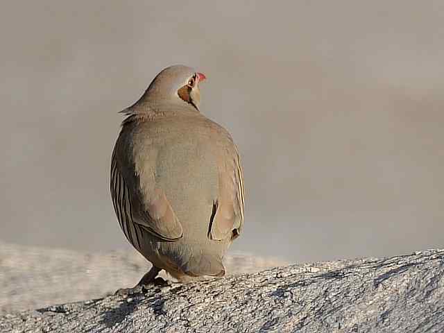 石鸡 wbr. wbr时机