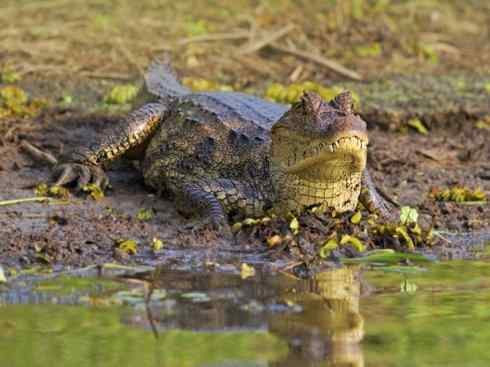 龙:传说的兽原型探秘(短吻鳄类) 龙:传说的兽原型探秘(短吻鳄类)