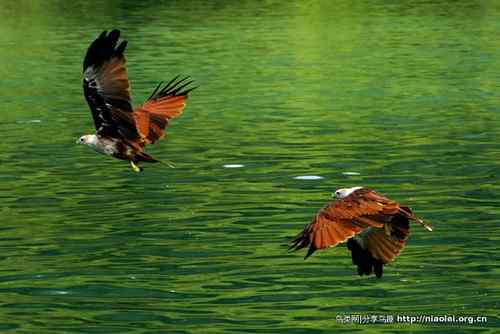 【视频】小猫头鹰的舞姿 请善待猫头鹰