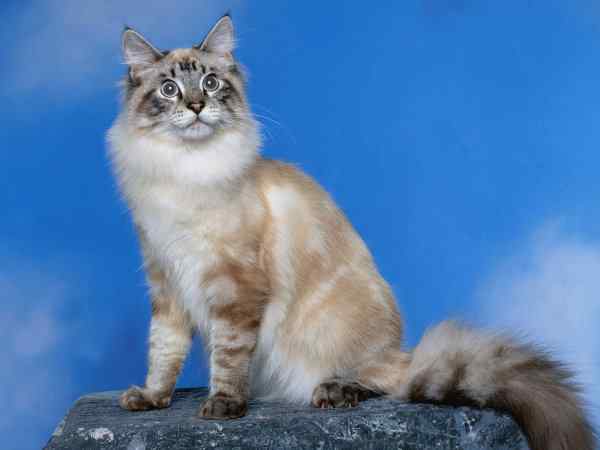 好看的动物图片(2) 好看的动物图片(2)