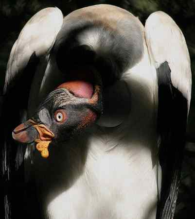 新大陆鹫猛禽大全