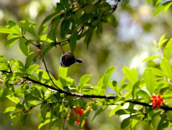 纤细的红头长尾山雀