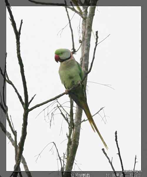 [组图]尼泊尔鸟类奇旺国家公园