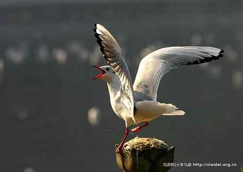 95张鸟儿嬉戏精品图集