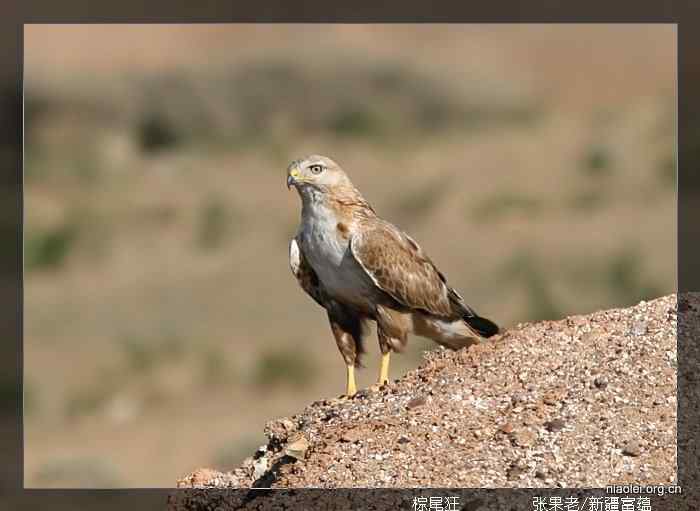 [百图]新疆鸟类(124p)