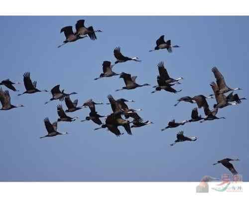 我好像听到白头鹤飞过头顶翅膀滑动空气的声音了