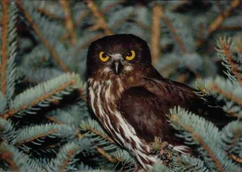 猫头鹰之鹰鸮 Brown Hawk Owl 猫头鹰之鹰鸮 Brown Hawk Owl