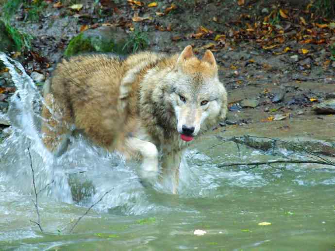 犬科：犬亚科犬属之澳洲野犬、歌唱犬、家犬