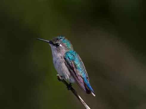 鸟类之最：吸蜜蜂鸟