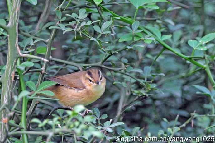 黑眉苇莺 黑眉苇莺