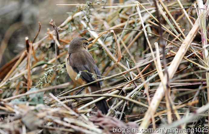 黑眉苇莺（5）