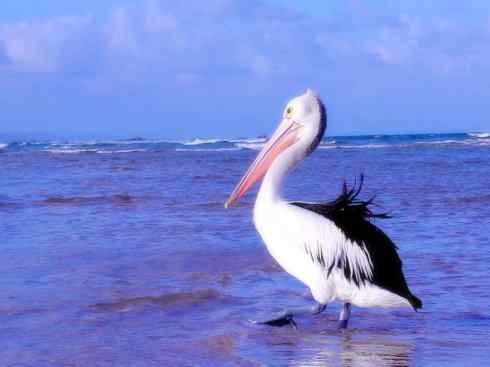 猎奇：奇特的鸟喙之十