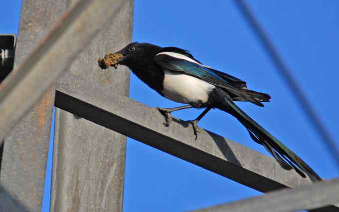 北京植物园赏鸟（十七），喜鹊（组图）