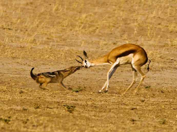 犬科:犬亚科犬属之金豺、黑背豺(胡狼类) 犬科:犬亚科犬属之金豺、黑背豺(胡狼类)