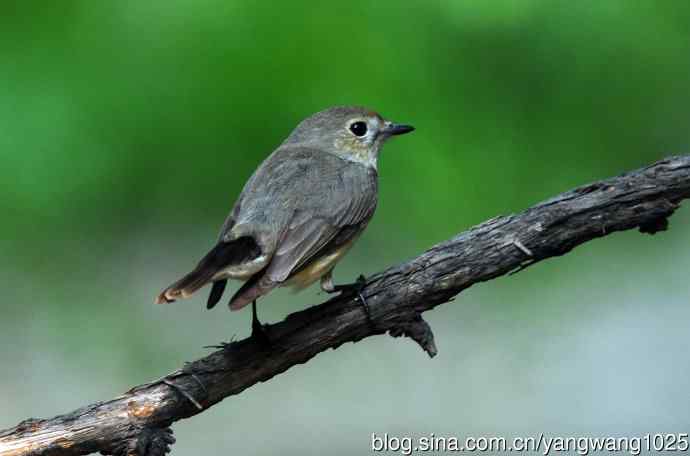 雌性红喉姬鹟（3）