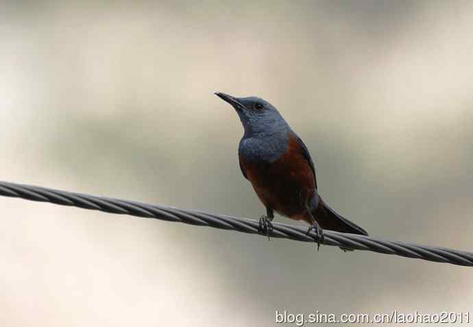 蓝矶鸫、蓝翡翠