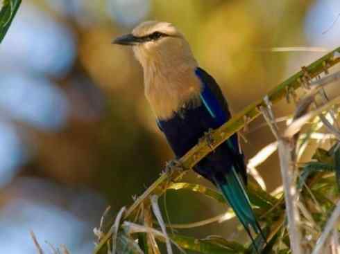 绝色攀禽：佛法僧目之佛法僧2