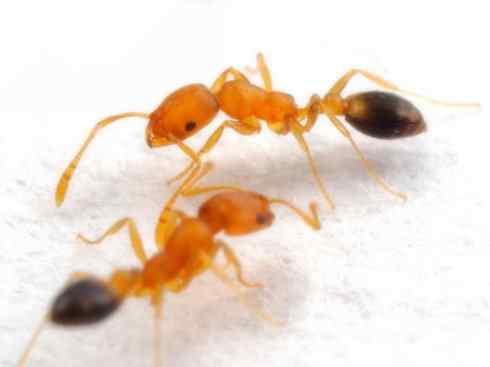 十大喜食蜂蜜动物：法老蚁