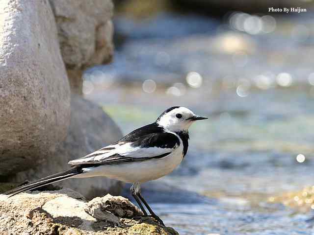 房山十渡(苍鹭水鹨白鹡鸰)