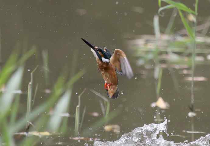220.可爱小翠--飞姿图