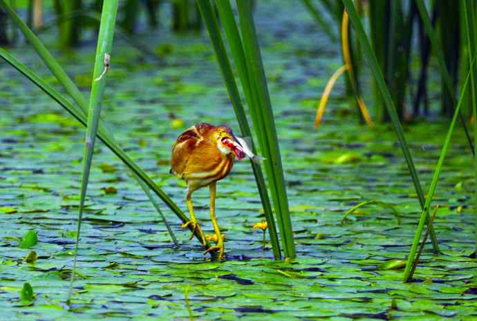 捕鱼的黄苇鳽（记实）2