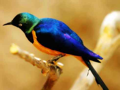 美丽无罪：雀鸟之辉椋鸟