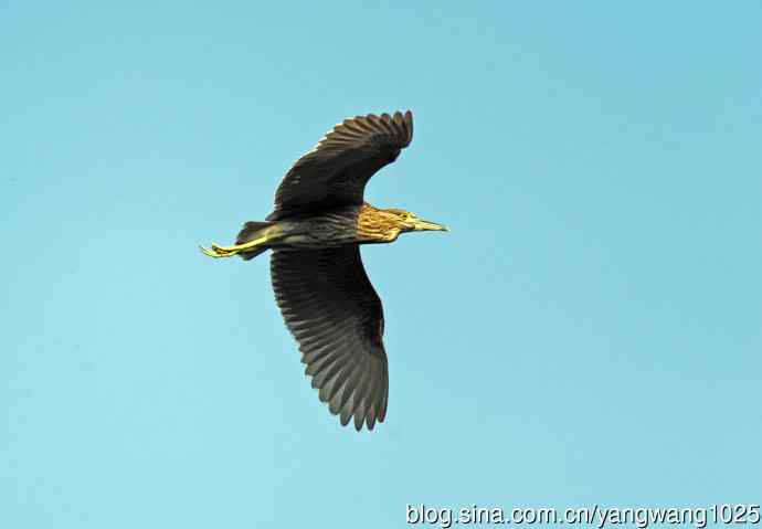 飞(夜鹭)72 飞(夜鹭)72