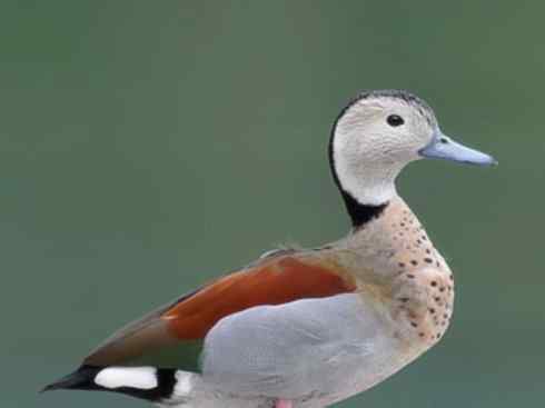 欣赏：美丽的栖鸭2