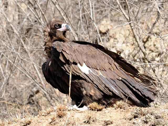 峡谷中 wbr. wbr沐浴阳光的秃鹫