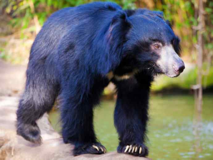盘点十二大著名食蚁动物：懒熊