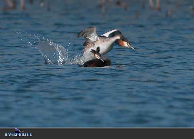 凤头.相恋在春花绽放时