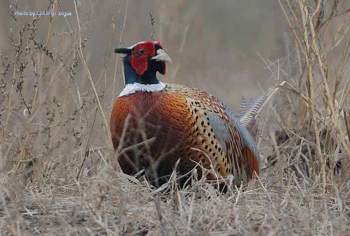 一组林鸟：蓝歌鸲有点乖