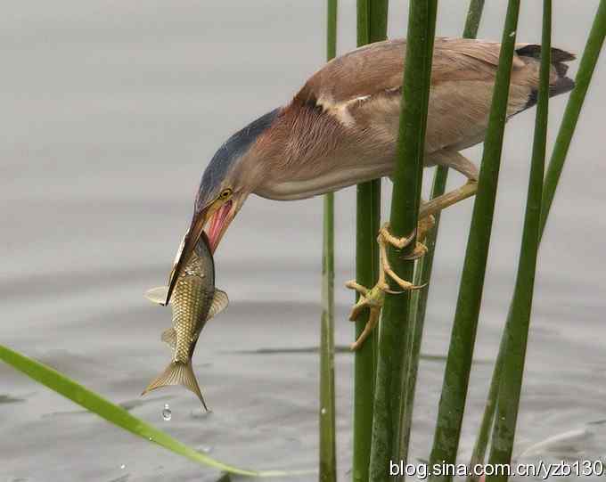 铁证！——实拍黄大脚作案全过程（组图，15张图片）