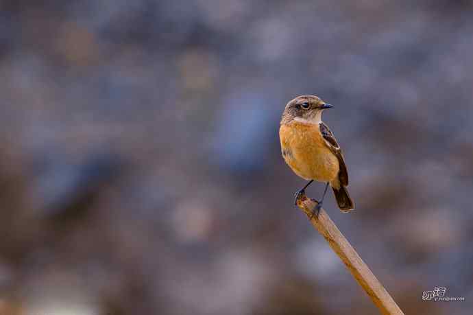 轻寒薄暖，再上川西