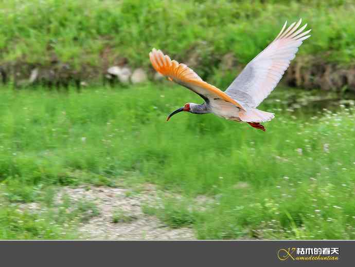 洋县拍鸟：珍禽鈥斨禧q