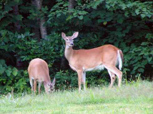 麒麟：传说的兽原型探秘（白尾鹿）