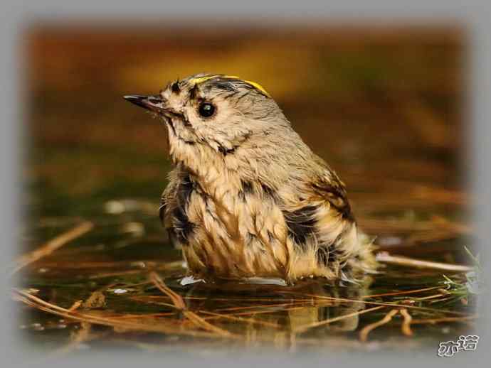 大年初三 wbr wbr戴菊洗涮 大年初三 wbr wbr戴菊洗涮