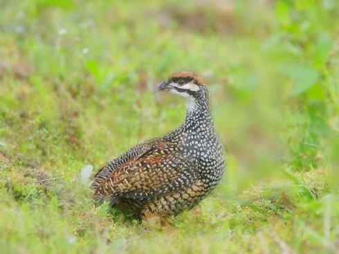 家禽驯化之源之九 家禽驯化之源之九