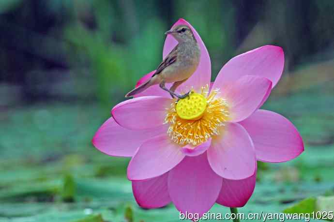 东方大苇莺与荷花(5) 东方大苇莺与荷花(5)