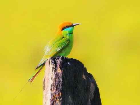 绝色攀禽：佛法僧目之蜂虎3