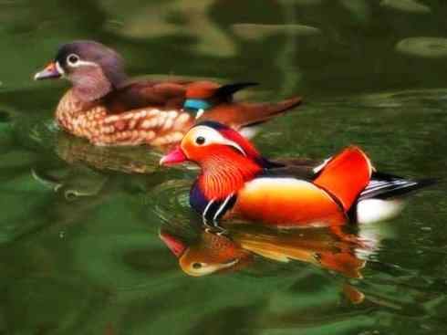 家禽驯化之源之七