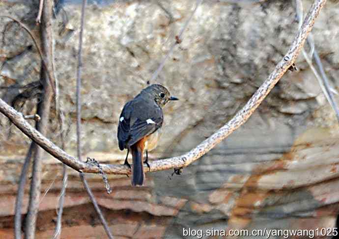 自然和谐的日坛公园（北红尾鸲）