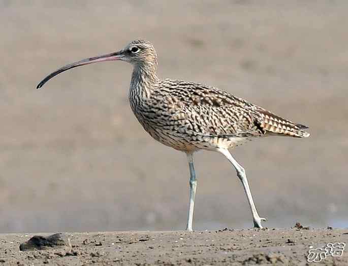 河北乐亭 wbr路 wbr大杓鹬 河北乐亭 wbr路 wbr大杓鹬