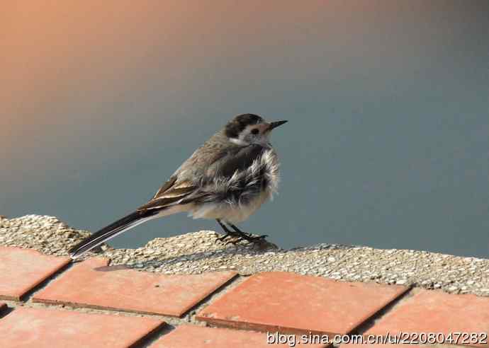 151.圣诞节送上12月份拍新鸟 151.圣诞节送上12月份拍新鸟