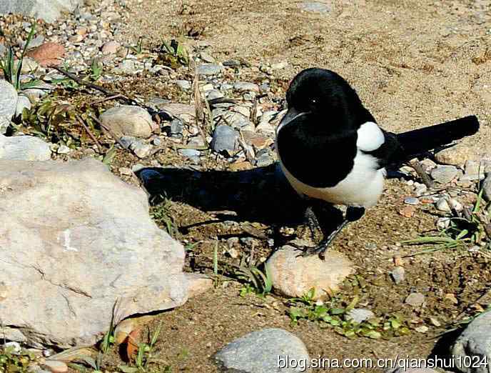 越洗越喜,一只可爱的小喜鹊