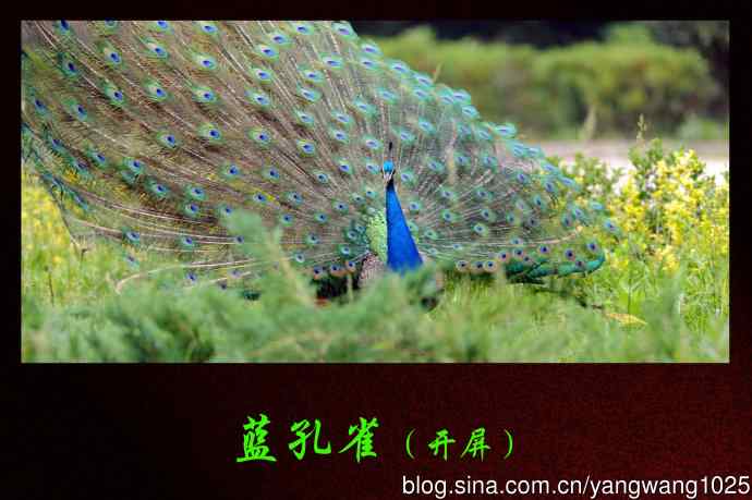 蓝孔雀(开屏) 蓝孔雀(开屏)