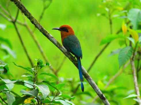 绝色攀禽：佛法僧目之翠鴗2