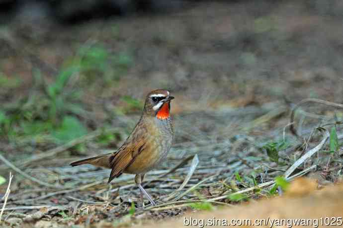雄性红喉歌鸲（23）