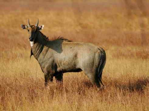 麒麟：传说的兽原型探秘（紫羚）